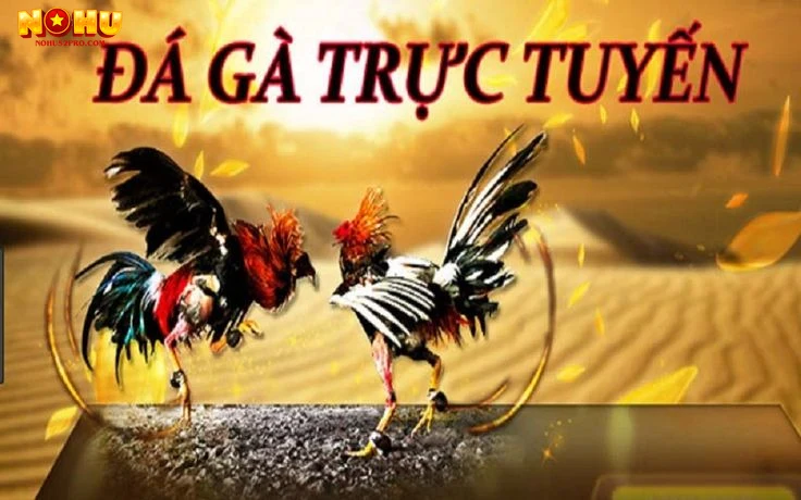 cac-luu-y-quan-trong-khi-tham-gia-da-ga-truc-tiep Các lưu ý quan trọng khi tham gia đá gà trực tiếp